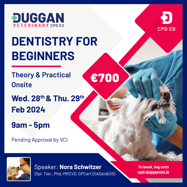 Dentistry for beginners - 2 days